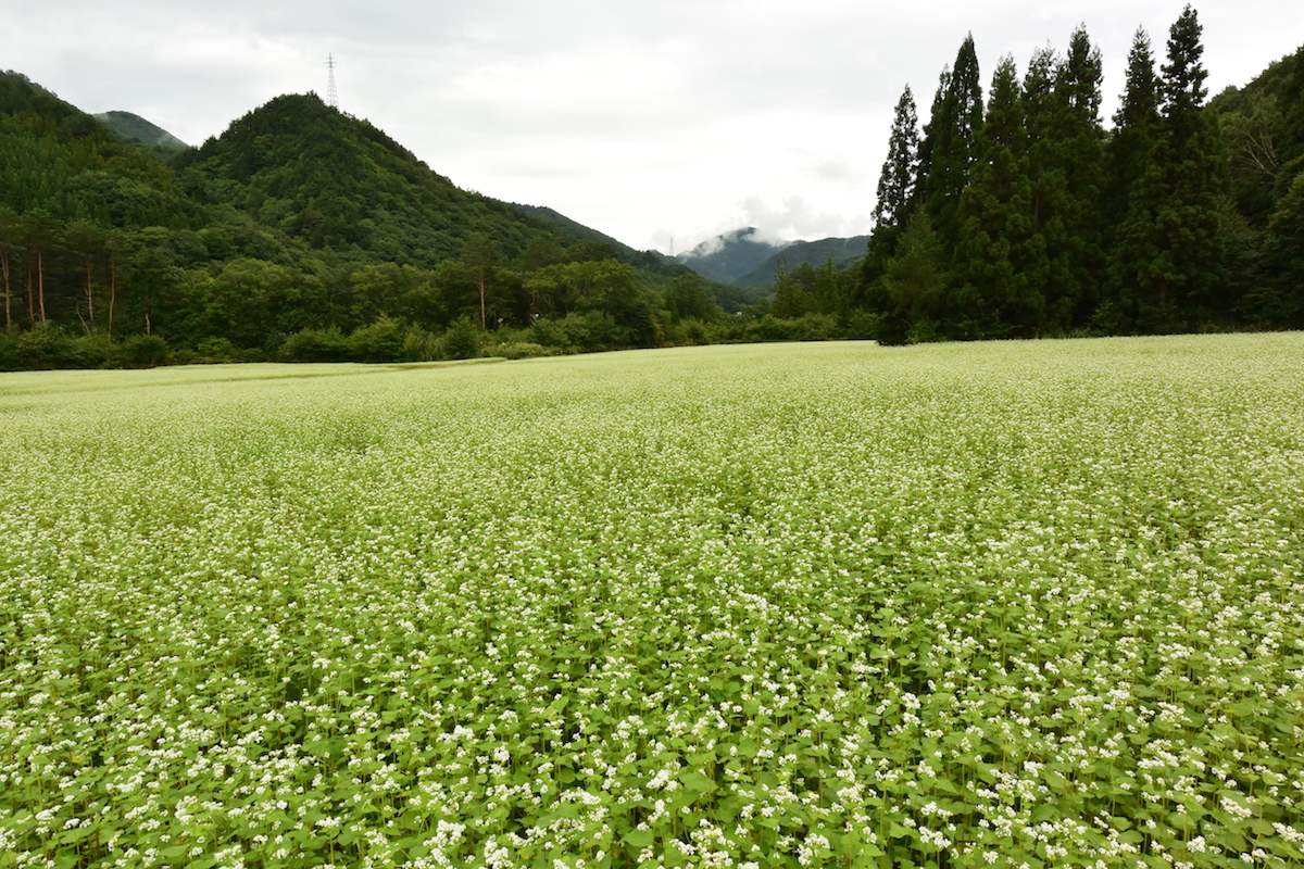 前沢集落のそば畑